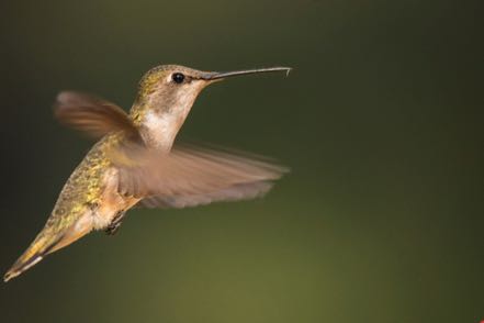 Calliope Hummer