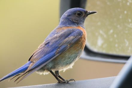 Western Bluebird on Jeep