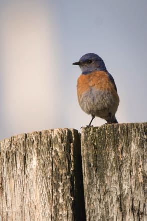 Western Bluebird