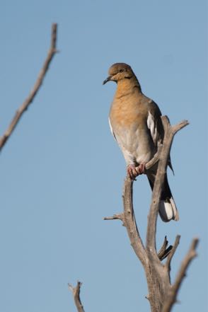 Dove