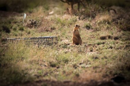 Gunnison's Prairie Dog