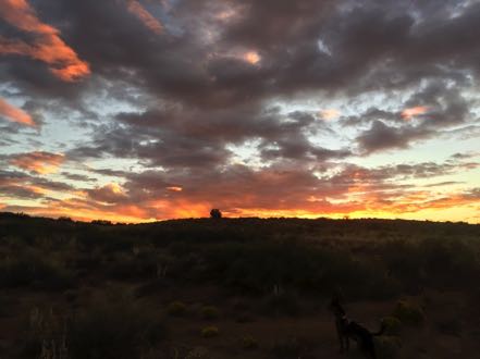 Jack at Sunrise