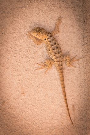 Lizard