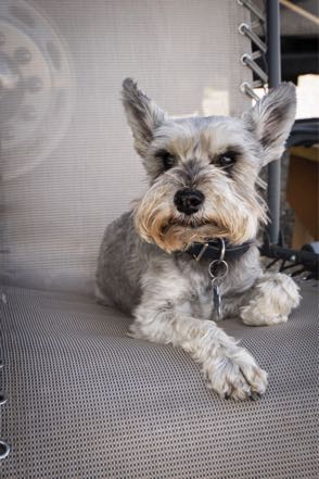 Mitzy at Rest