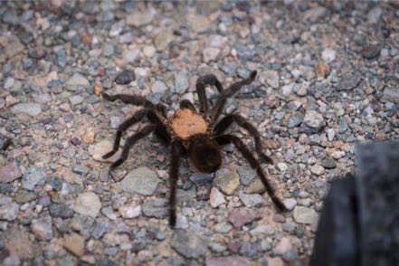Terrence the Tarantula