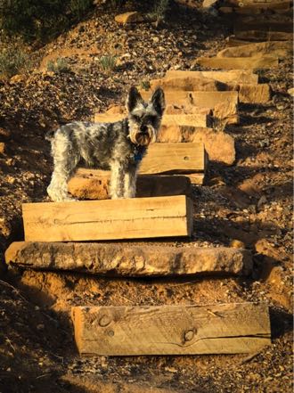 Mitzy on the Trail