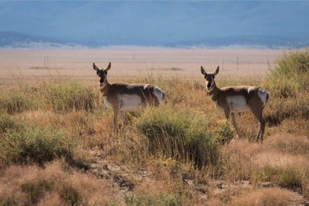 Pronghorn