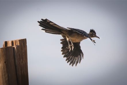 Roadrunner Lift Off