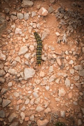 Unicorn Butt Caterpillar