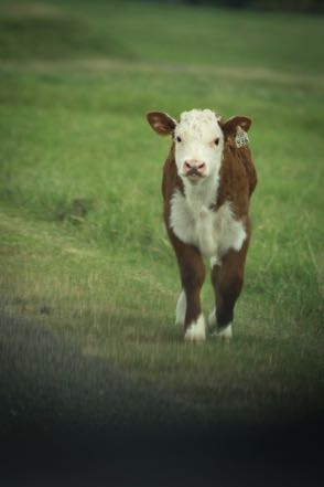 LBJ Hereford Calf