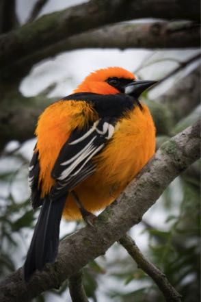 Altamira Oriole