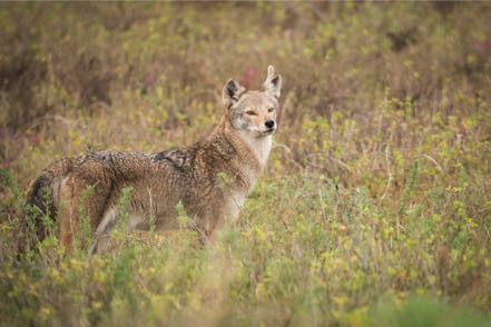 Coyote