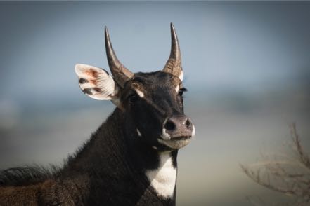 Nilgai Male Close Up