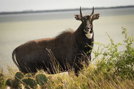 Nilgai Male