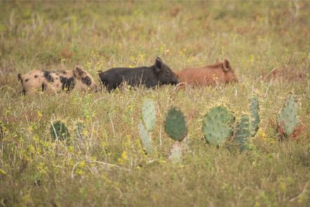 Three Little Pigs