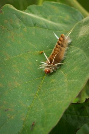 Caterpillar