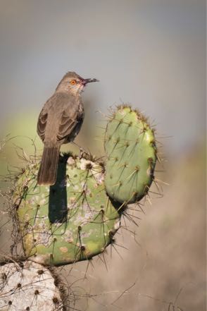 Curve-Billed Thrasher