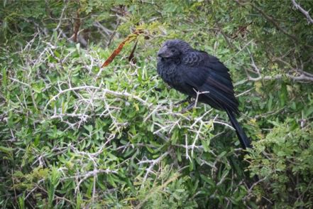 Grooved-Billed Ani