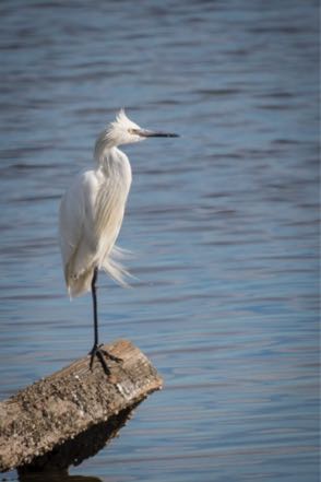 Reddish Egret White Morph