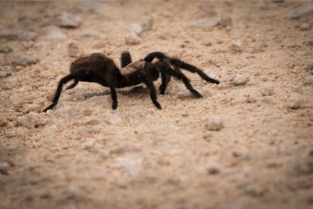 Tarantula