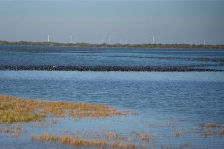 Thousands of Coots