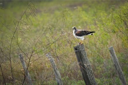White-Tailed Hawk