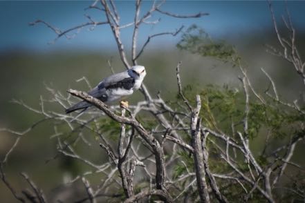 White-Tailed Kite