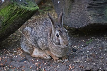 Bunny