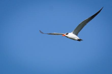 Caspian Tern