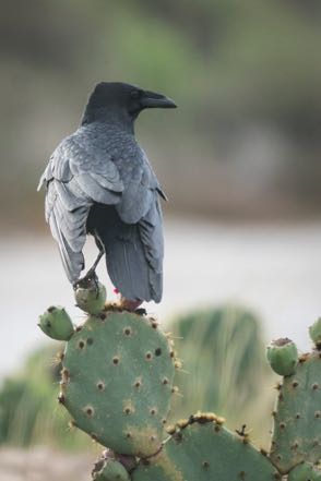 Chihuahuan Raven