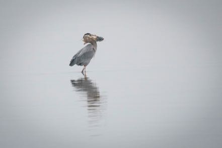 Great Blue Heron with Catfish