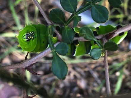 Green Caterpillar