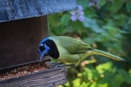 Green Jay at Feeder
