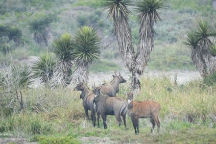 Nilgai Bad Boys