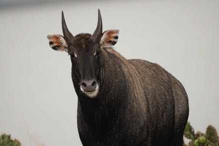 Nilgai Dude