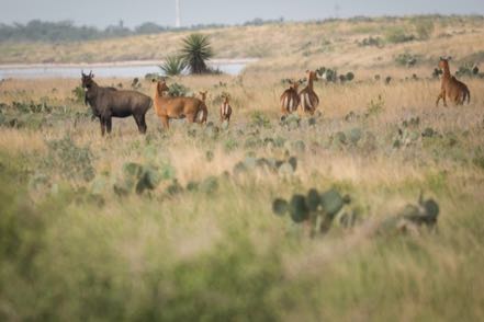 Nilgai Family