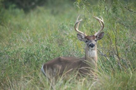 Oh, Deer