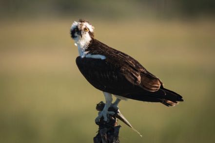 Osprey with Fish