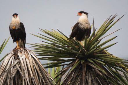 Pair of Cara Caras