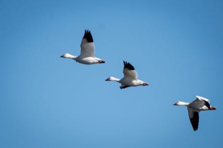 Snow Geese