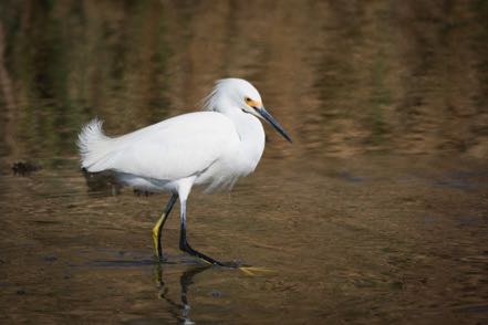 Snowy Egret