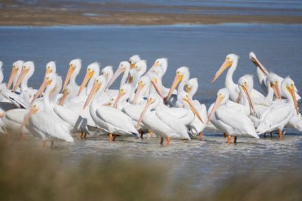 White Pelicans