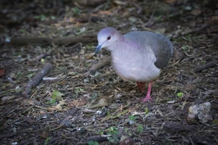 White-Tipped Dove
