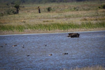 Wild Hog Taking a Dip