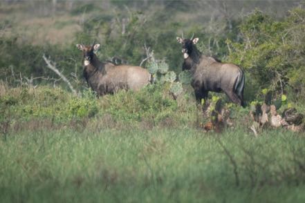 Nilgai Bulls