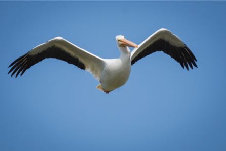 American White Pelican