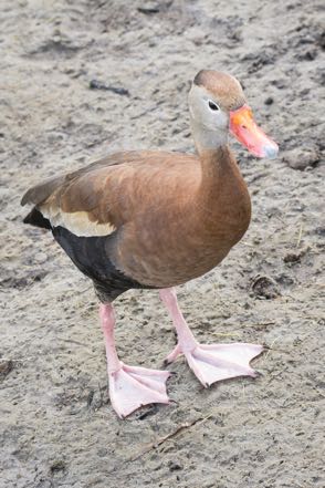 Black-Bellied Whistling Duck