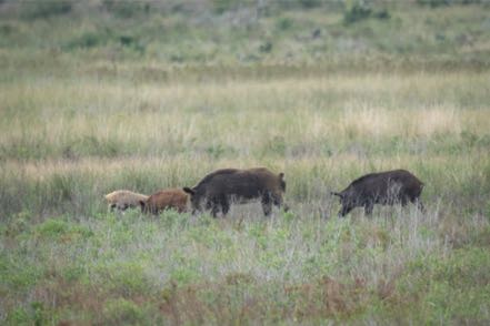 Feral Hogs