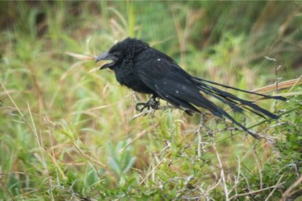 Grooved-Bill Ani