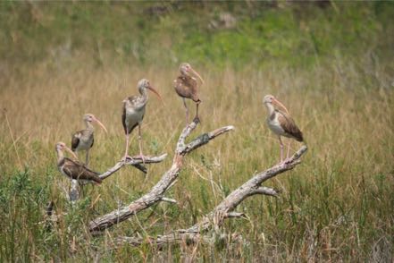 Immature White Ibis